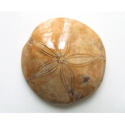 Sea urchin :  Mepygurus depressus