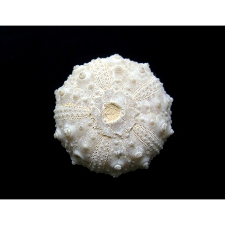Sea Urchin : Goniopicus