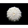 Sea Urchin : Goniopicus