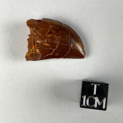 Carcharodontosaurus Saharius tooth