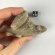 Sand-Stone Pseudomorphosis
