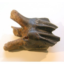 Paleollama tooth