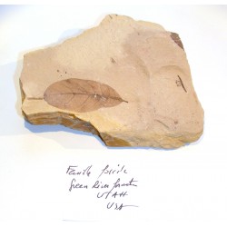 Fern fossil