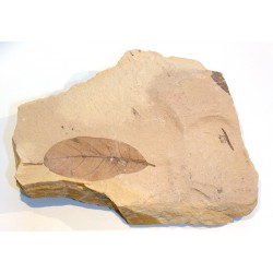 Feuille fossile
