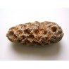 Pine cone