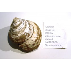 Gastropod : PLEUROTOMARIA