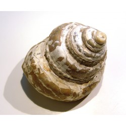 Gastropod : PLEUROTOMARIA