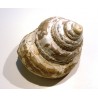 Gastropod : PLEUROTOMARIA