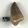 Mosasaur tooth