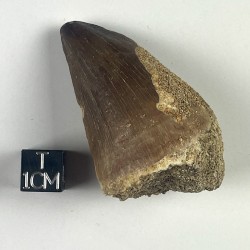 Mosasaur tooth