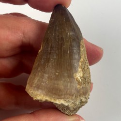 Mosasaur tooth