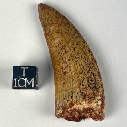 Carcharodontosaurus Saharicus, Morocco