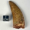 Carcharodontosaurus Saharicus, Morocco