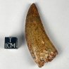 Carcharodontosaurus Saharicus, Morocco
