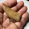 Carcharodontosaurus Saharicus, Morocco
