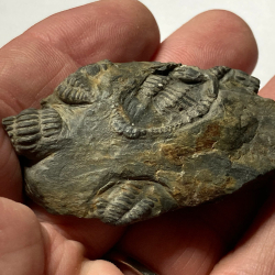 Placoparia Coplacoparia, France