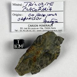 Placoparia Coplacoparia, France
