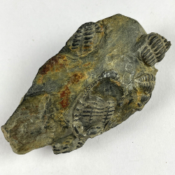 Placoparia Coplacoparia, France