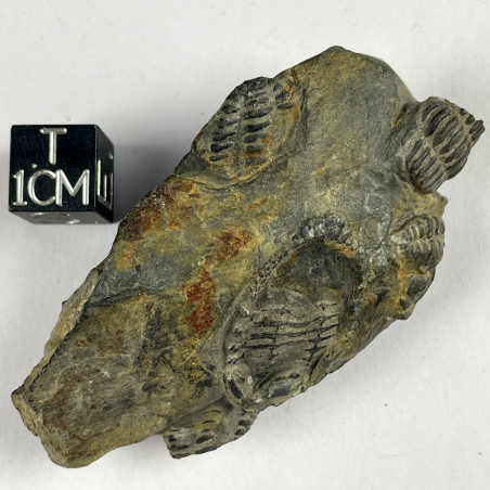 Placoparia Coplacoparia, France