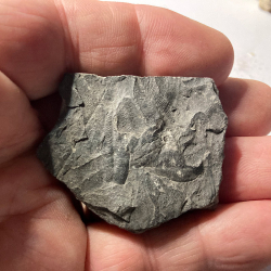 Coal schist, France