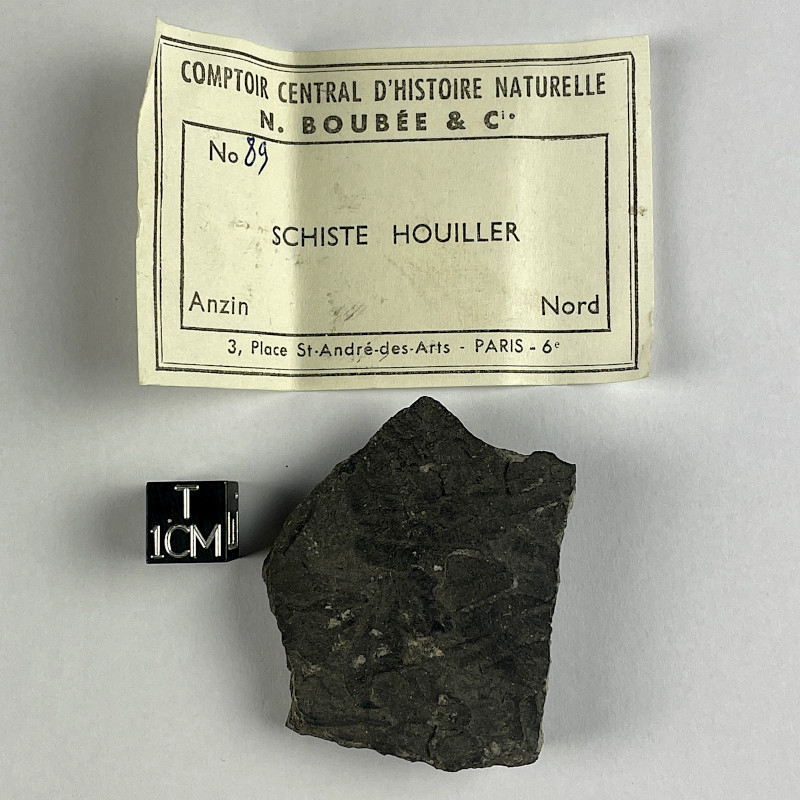 Coal schist, France