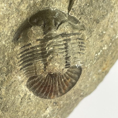 Scabricutellum, Morocco