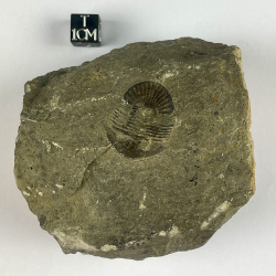 Scabricutellum, Morocco