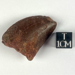 Carcharodontosaurus Saharicus, Maroc