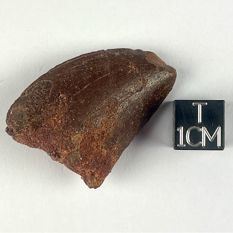 Carcharodontosaurus Saharicus, Maroc