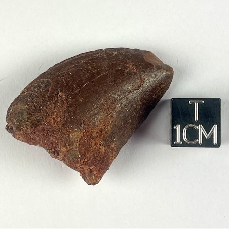 Carcharodontosaurus Saharicus, Maroc