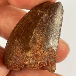 Carcharodontosaurus Saharicus, Maroc