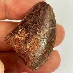 Carcharodontosaurus Saharicus, Maroc