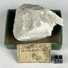 Giobertite, Silésie