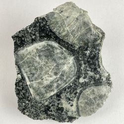 Orbicular Diorite, France