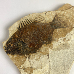 PRISCACARA sp, Wyoming, USA.