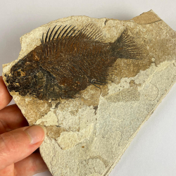 PRISCACARA sp, Wyoming, USA.