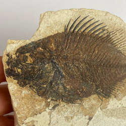 PRISCACARA sp, Wyoming, USA.