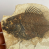 PRISCACARA sp, Wyoming, USA.