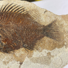 PRISCACARA sp, Wyoming, USA.