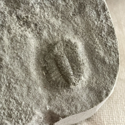 AMPYXINA, Pike Co, Missouri, USA