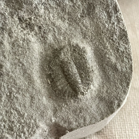 AMPYXINA, Pike Co, Missouri, USA