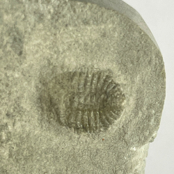 AMPYXINA, Pike Co, Missouri, USA