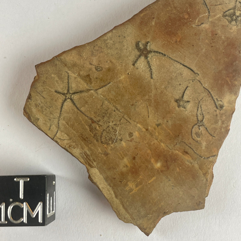 GEOCOMA ELEGANS, La Voulte, France