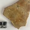 GEOCOMA ELEGANS, La Voulte, France