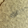 Insecte : COPTOCLAVA, Shandong, Chine