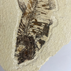 DIPLOMISTUS sp, Wyoming USA.
