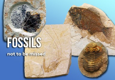 Fossils